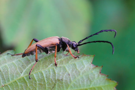 Closeup of the  Red-brown Longhorn Beetle , Stictoleptura rubra, on a green leafの写真素材