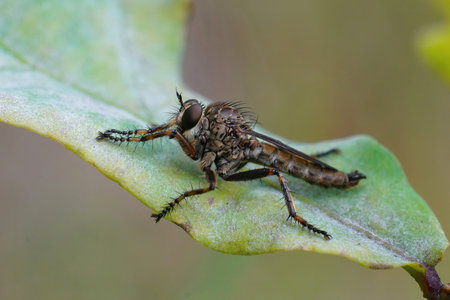 Closeup of the Common Robberfly, Tolmerus atricapillus, on a green leaf