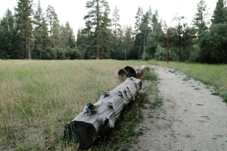 path through a meadow lined with tree logs with forest in the backgrounds