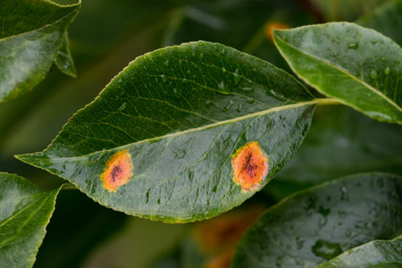 Pear leaves with orange pear rust infestationの写真素材