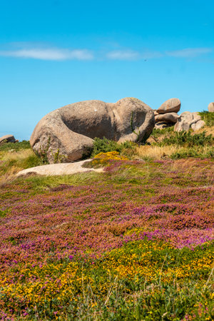 Pink and yellow flowers along Lighthouse Mean Ruz, port of Ploumanach, in the town of Perros-Guirec in the Cotes-d'Armor department, in French Brittany, France.の写真素材