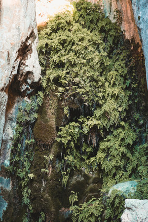 green ivy leaves and moss come out of the stone wall
