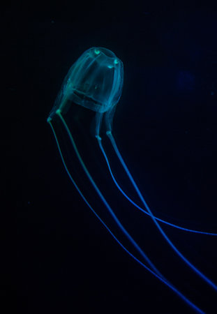 Close up image of a box jellyfish in an aquarium under blue lights