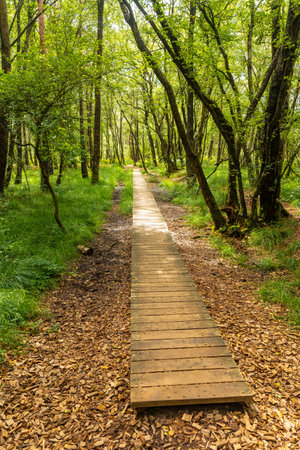 Wooden footpath at Lake Paimpont in the Broceliande forest, Ille-et-Vilaine department, Brittany, near Rennes. Franceの写真素材