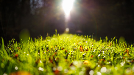 sunbeams in the autumn forestの写真素材