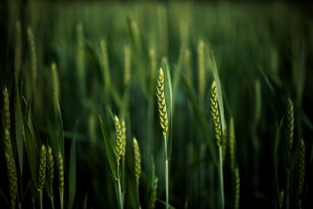 cereal field in summer timeの写真素材