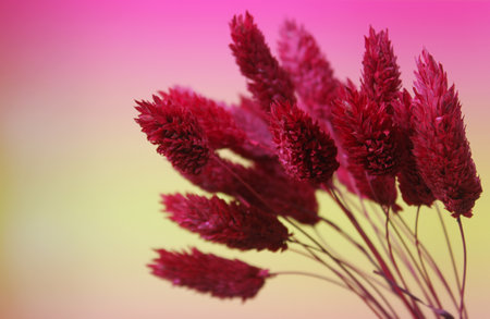Dried Grass Stalks With Sunset Backgroundの写真素材