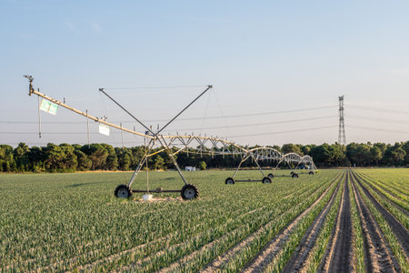 A garlic plantation near Segovia, complete with thick grasses and a flexible micro-sprinkler irrigation system.の写真素材