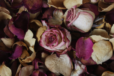 Basket of Dried Roses and Rose Petalsの写真素材