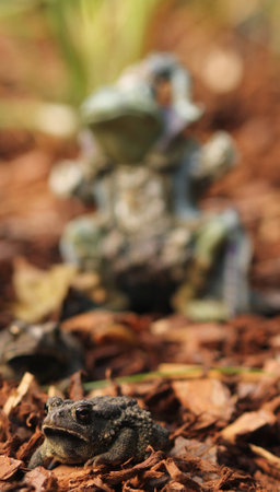 Texas Toads - Anaxyrus speciosus - With Statue of Frog King in Background, Shallow DOFの写真素材