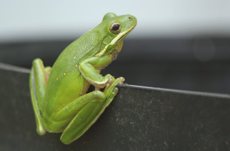 American Green Tree Frog Hyla cinereaの写真素材