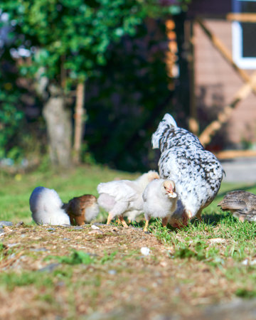 hens feeding with their young on a warm summer's dayの写真素材
