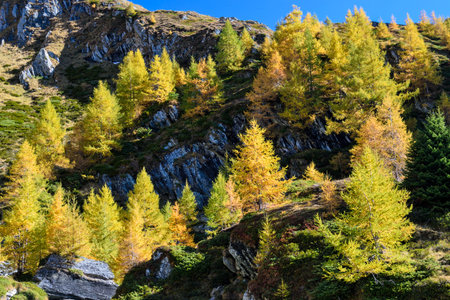 golden october, mountain forest with yellow colored larch trees at Tyrol, Austriaの写真素材