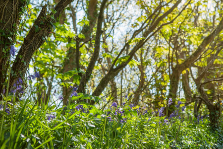 Bluebells in woods near Carbis Bay, Cornwall, Ukの写真素材