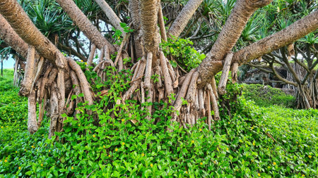 The External Roots of Pandamus Palms Near the Beach at Yamba in New South Wales Australia