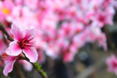 Peach Tree with Blossoms close up, Shallow DOFの写真素材