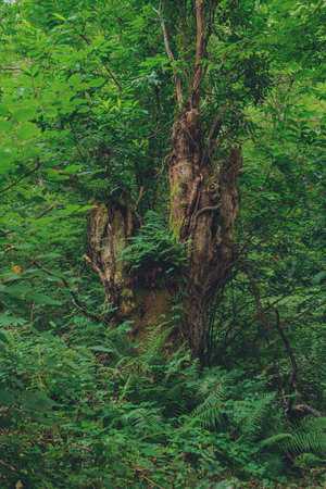 Trunk of a large oak hidden in a lonely forest. Concept of nature, trekkingの写真素材