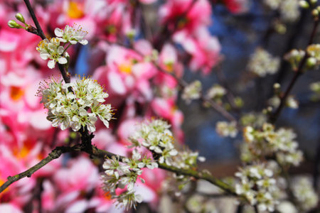 Flatwoods Plum Tree with Blossoms. Prunus umbellataの写真素材