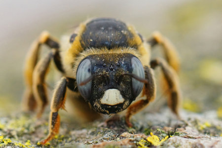 Frontal closeup of a female of a large minig bee, Melitturga clavicornis from the Gard, Franceの写真素材