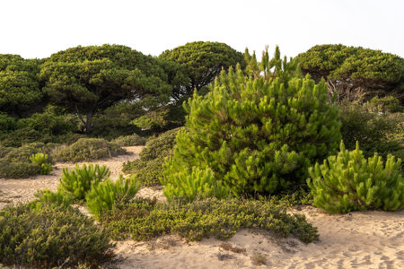 Landscape with trees and sand. Natureの写真素材