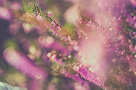 Purple pink common heather (Calluna vulgaris). Landscape plant heather. Colorful traditional October european flower. selective focusの写真素材