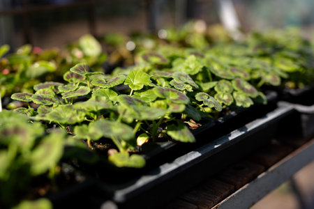 Vegetable plant saplings germinating in a greenhouse. Home grown, self sufficient, organic conceptの写真素材