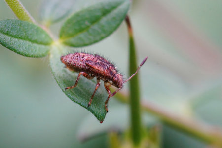 Closeup on a spiky nymph of the plant bug , Rhopalus subrufus, in the garden