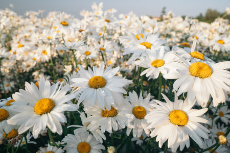 Beautiful chamomile flowers in meadow. Spring or summer nature scene with blooming daisy in sun lightの写真素材