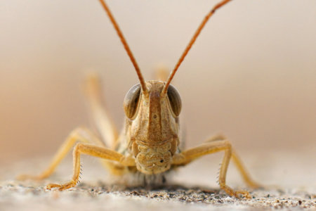 Facial closeup on Euchorthippus elegantulus, the Jersey grasshopper from the Gard France with it's large antennaの写真素材