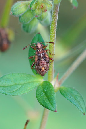 Vertical closeup on a nymph of a scentless plant bug species, Rhopalus subrufus in the garden