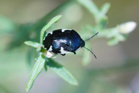 Closeup on a black Rambur's Pied Shieldbug, Tritomegas sexmaculatus in the Gard, France
