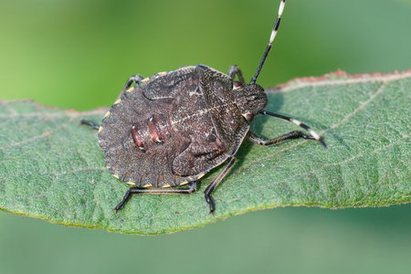 Closeup on a brown nymph of the Mottled stink bug, Rhapigaster nebulosa in he garden