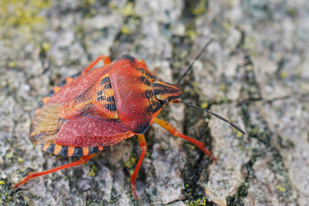 Closeup on a colorful red shieldbug, Carpocoris pudicus from the Gard, Franceの写真素材