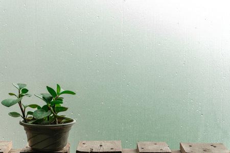 rain drop on glass window and green plant in flowerpot, blank copy space for ecology or nature concept.の写真素材