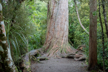 The ancient Totara tree at Peel Forestの写真素材