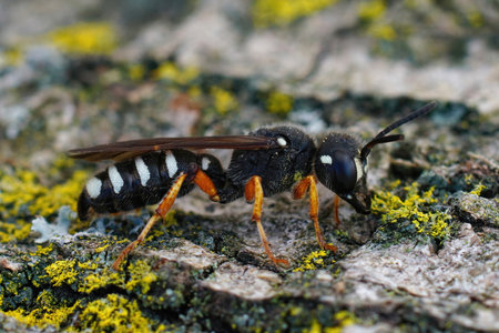 Closeup of a colorfull weevil wasp species form the Gard, Cerceris tenuivittataの写真素材