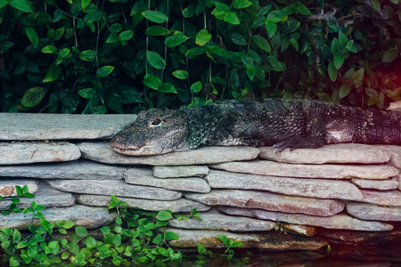 Closeup on the critically endagered Chinese alligator, Alligator chinensis , laying on a tree trunk