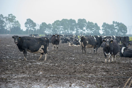 winter foggy , scene of a dairy herd of cows in a muddy paddock with no visible food. The cows look healthy but not happy.の写真素材