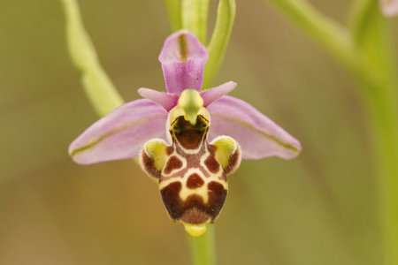 Closeup on the pink flower of the woodcock bee orchid, Ophrys scolopax in a meadwon in Gard, Franceの写真素材