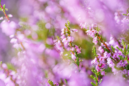 Purple pink common heather (Calluna vulgaris). Landscape plant heather. Colorful traditional October european flower. selective focusの写真素材