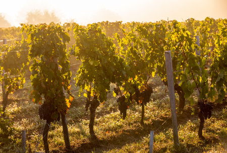 Morning light in the vineyards of Saint Georges de Montagne near Saint Emilion, Gironde, France