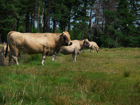 Nice picture of a herd of cows from central France walking in a meadowの写真素材