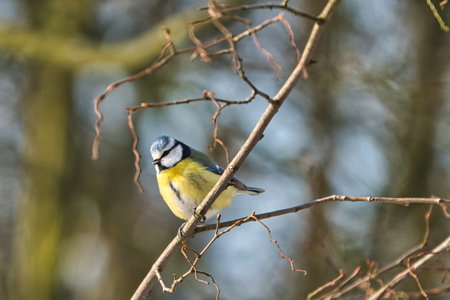 one blue tit on a tree in the winter , cold and sunny day with no peopleの写真素材