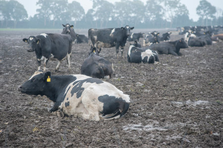 winter foggy , scene of a dairy herd of cows in a muddy paddock with no visible food. The cows look healthy but not happy.の写真素材