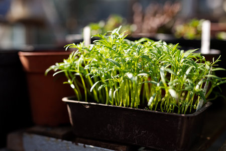 Vegetable plant saplings germinating in a greenhouse. Home grown, self sufficient, organic concept