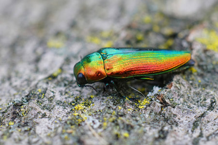 Closeup on a beautiful golden,  rare Mediteranean jewel beetle, Eurythyrea micans from the Gard,...