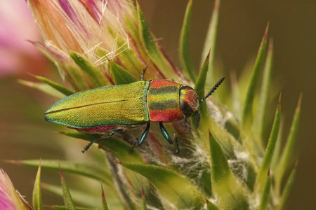 Closeup on a  colorful jewel beetle from the Gard, Anthaxia hungarica sitting on a thistle