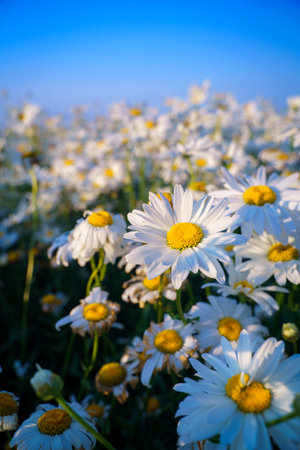 Beautiful chamomile flowers in meadow. Spring or summer nature scene with blooming daisy in sun lightの写真素材