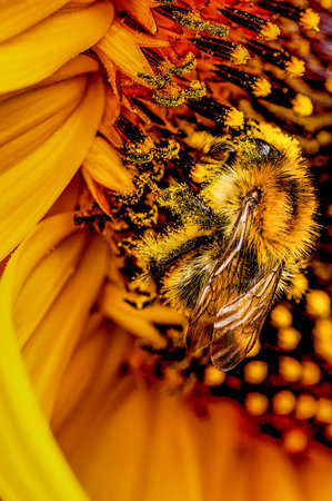 Extreme close-up of a bumblebee (Bombus) which is sitting on a bright yellow sunflower (Helianthus...