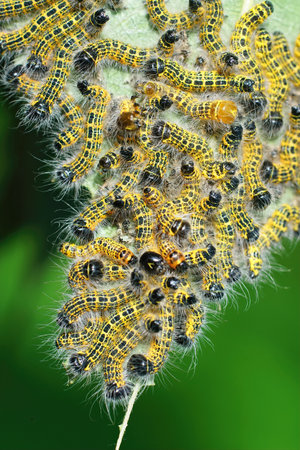 Closeup on the hairy , yellow caterpillar of the buff-tip moth, Phalera bucephala in the garden